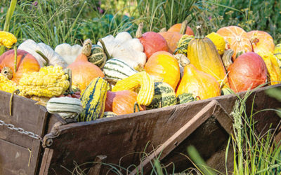 Der Herbst ist der Frühling des Winters