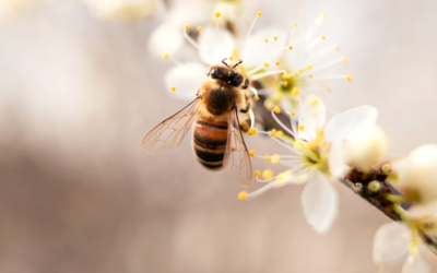 Bienen im Garten helfen – Kronauer Galabau Gartenkalender