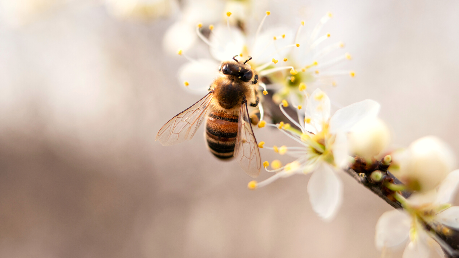 Biene auf einem Ast